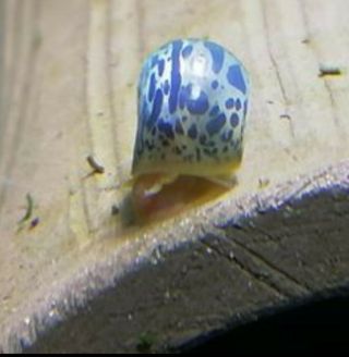 9,  RARE Leopard Blue Ramshorn Snails (adult size) 2