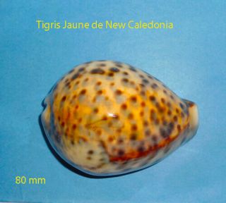 Cypraea Tigris Jaune Caledonia 80 Mm Rare