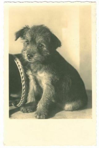 Rare Dog Postcard Border Terrier Puppy Netherlands 1938 Heartwarming
