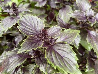 Live Plant Rare Wild Magic Basil 15 - 20” Herb Very Healthy