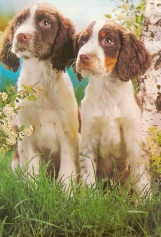 Rare Oversize Postcard 2 Expressive Pont - Audemer Spaniel Dogs Netherlands C1983