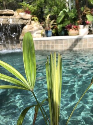 Rare Collectors Variegated Rhapis Excelsa Lady Bamboo Palm Tree