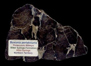 Extinctions - Rare,  Detailed Boxonia Stromatolite Fossil - 800 Million Years Old