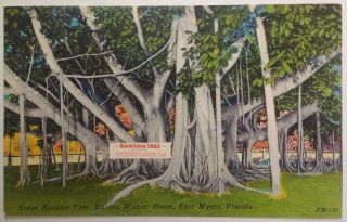 Fort Myers Florida Postcard Vtg Early 1900s Rare Thomas Edison Banyan Tree