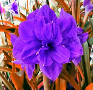 Amaryllis 1 Bulb Hippeastrum Rare Flower Perennial Resistant Gift Balcony Plants