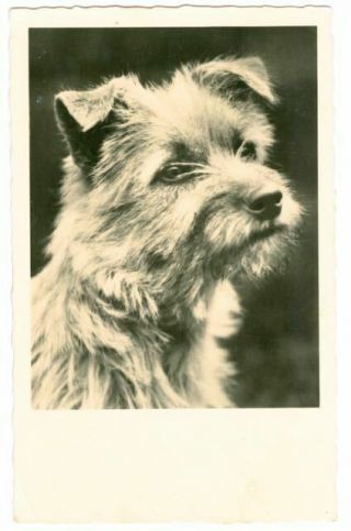 Rare Vintage Dog Personal Photo Postcard Border Terrier Netherlands 1935