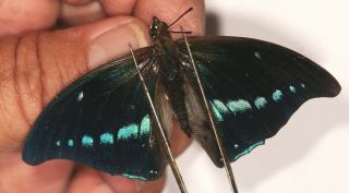 Nymphalidae Charaxes Porthos Dummeri Rare From Uganda