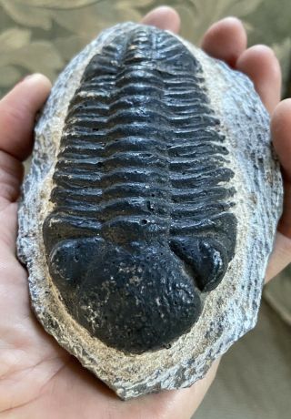 Large Rare Natural Trilobite Fossil,  Devonian,  1 Pounds; 5.  ” By 3.  5”,  Marocco