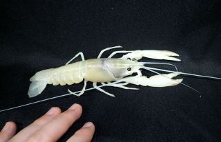 Wysiwyg Rare 7  White Red Claw Crayfish 5