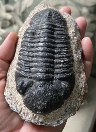 Large Rare Natural Trilobite Fossil,  Devonian,  1 Pounds; 5.  ” By 3”,  Marocco