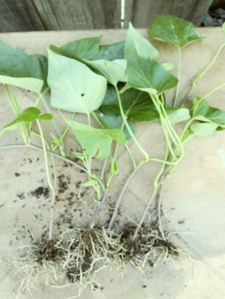 3 Rooted 4 " To 8 " Sweet Purple Yam Rare Plants - Organic.  Grow Your Own Foods.