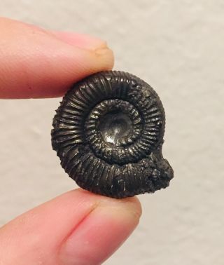 Rare France Fossil Ammonite Gabillytes Larbusselensis Jurassic Fossil