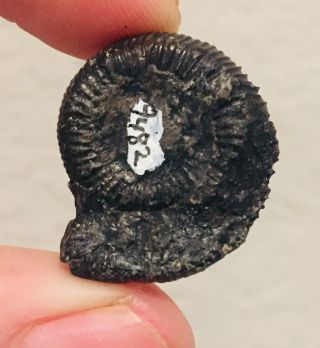 Rare France Fossil Ammonite Gabillytes larbusselensis Jurassic Fossil 2