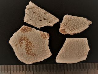 2 Devonian Armor (placoderms) Fish Fragment.  Rare