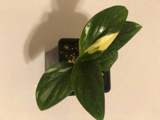 Monstera Standelyana Yellow And Albo Variegation Rare Houseplant Fully Rooted