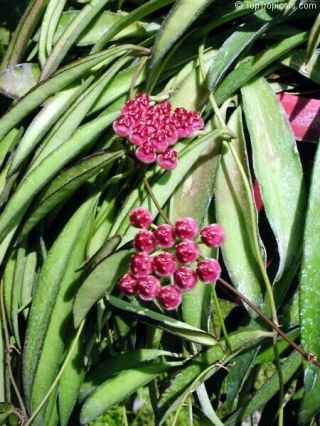 Hoya Shepherdii - Kentiana - String Bean Wax Plant - Bamboo Leaf - Rare