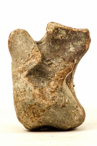 J60 - Top Rare Huge 3.  6  Unidentified Dinosaur Joint Bone Cretaceous Kemkem Beds