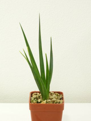 Dracaena Cinnabari - Socotra - Seedling - Caudex - Rare - Succulent
