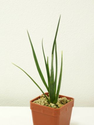 Dracaena cinnabari - Socotra - Seedling - Caudex - Rare - Succulent 3