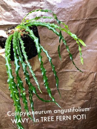 Rare Campyloneurum Wavy Not Staghorn,  Platycerium,  Anthurium Tree Fern Pot Wow