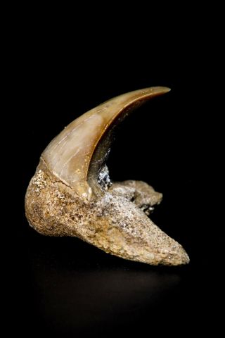 Rare Pathologically Deformed 0.  63 Inch Otodus Obliquus Shark Tooth Paleocene