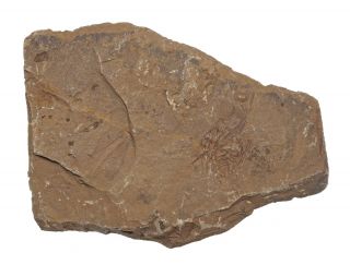 Fossil Trilobite - Nevada - Zacanthoides Typicalis,  Rare