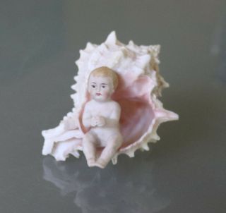 Antique Sailor Valentine Seashell Folk Art,  Bisque Baby in Shell 2