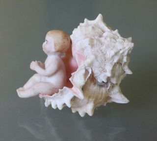 Antique Sailor Valentine Seashell Folk Art,  Bisque Baby in Shell 3