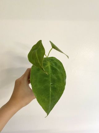 Anthurium Forgetii Rare Velvet Leaf Aroid
