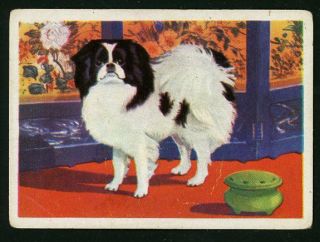 Rare Japanese Chin Dog Card Spain 1961 Editorial Triunfo Japanese Spaniel