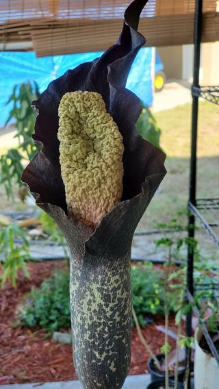 Amorphophallus Perrieri Huge Corm Aroid Corpse Flower Rare Madagascar Houseplant