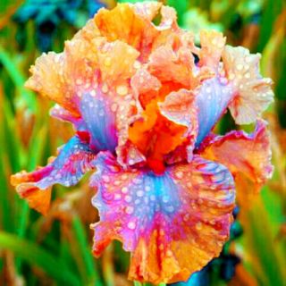Perennial 2 Iris Bulb Root Rare Gorgeous Flower Fragrant Bonsai Garden Plant Pot