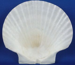 Vintage Natural Scallop Seashell Half Clam Shell Beach House Dish Collectable Vg