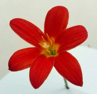Rare Rain Lily Bulbs Zephyranthes Perennial Magic Lilies Flower First Love Pot