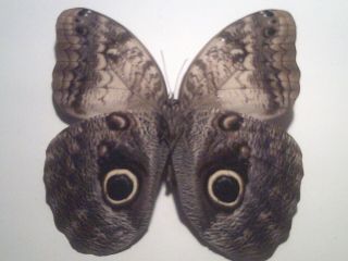 Real Dried Insect/butterfly Non Set B6397 Very Rare Large Caligo Memnon Owl Eyes