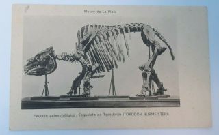 Antique Argentine La Plata Museum Toxodon Skeleton Postcard