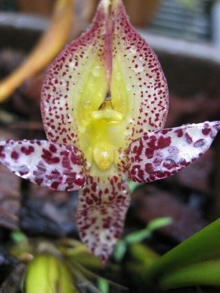 Bulbophyllum Macranthum V.  Semi Alba X Sib Rare Orchid Species Seedling 2”