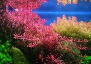 3 Stems Rotala Colorata Live Aquarium Plants S/h Rare