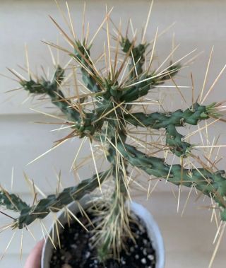 Opuntia Leptocaulis Rare Cactus Plant Own Roots Succulent (not For Ca)
