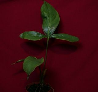 Anthurium Triphyllum Rare Aroid Monstera Philodendron