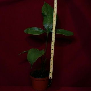 Anthurium Triphyllum Rare Aroid Monstera Philodendron 2