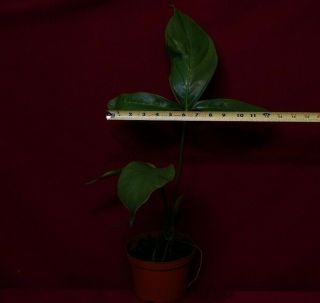 Anthurium Triphyllum Rare Aroid Monstera Philodendron 3