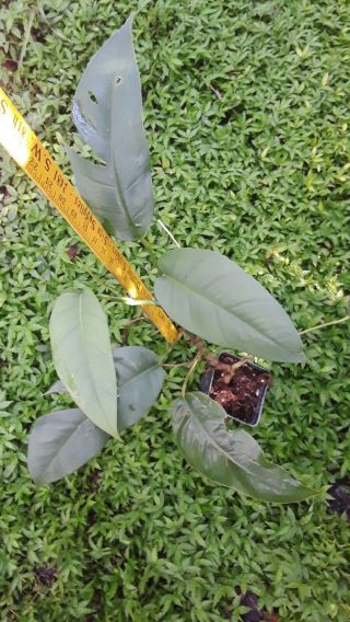 Philodendron Pinnatum Cebu Blue Rare Aroid Plant 2