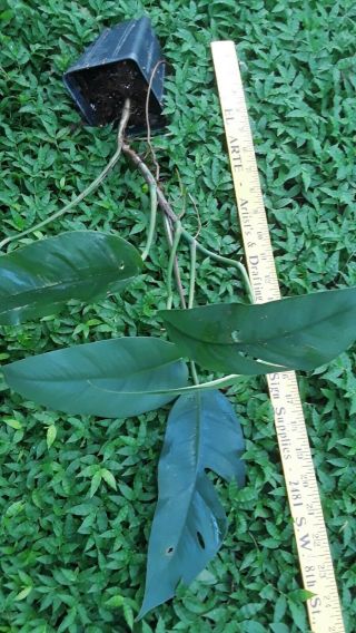 Philodendron pinnatum Cebu Blue Rare Aroid Plant 2 2