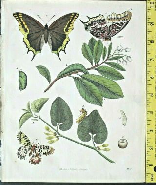 Deco.  Butterflies,  Charaxes Jasius,  Book Of The World,  Hand Colored Lithograph,  1843