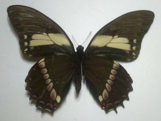 Real Insect/butterfly Set/spread B6024 Rare Form Papilio Aristeus Bitias 11cm: