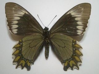 Real Insect/butterfly/moth Set/spread B5915 Rare Battus Madyes Chlorodamas 8 Cm