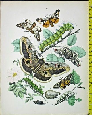 Butterflies/moths,  Caterpillars,  Lg.  Hand Colored Lithograph,  Kirby,  Europ.  Bufly,  27
