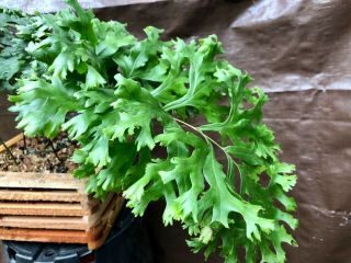 Rare Polypodium Fallax Plant Not Staghorn,  Platycerium Nor Microsorum Look Wow