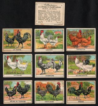 Chicken Breeds Rare French Card Set (series 6) Martineau 1930s Poultry Hen